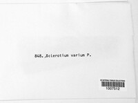 Sclerotinia sclerotiorum image